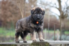 Femelle collier Orange