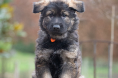 Arook (Femelle collier Orange)