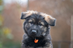 Arook (Femelle collier Orange)