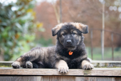 Arook (Femelle collier Orange)