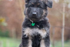 Auron (Mâle collier Vert)