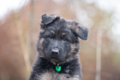 Auron (Mâle collier Vert)