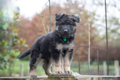 Auron (Mâle collier Vert)