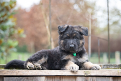 Auron (Mâle collier Vert)