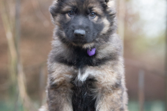 Alba Bossa (Femelle collier Violet)