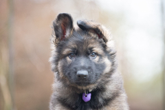 Alba Bossa (Femelle collier Violet)