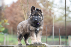Alba Bossa (Femelle collier Violet)