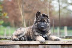 Alba Bossa (Femelle collier Violet)