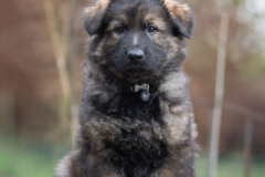 Alto (Mâle collier Noir)