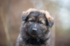 Alto (Mâle collier Noir)