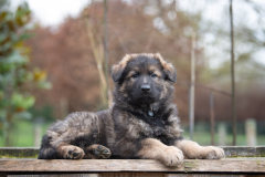 Alto (Mâle collier Noir)