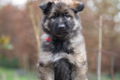 A'Raya (Femelle collier Rouge)