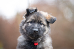 A'Raya (Femelle collier Rouge)