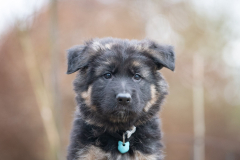 A'Reya (Femelle collier Bleu)