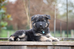 A'Reya (Femelle collier Bleu)