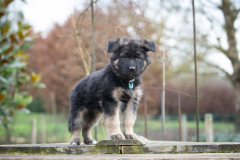 A'Reya (Femelle collier Bleu)