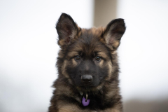 Alba Bossa (Femelle collier Violet)