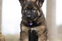 Alba Bossa (Femelle collier Violet)