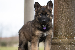 Alba Bossa (Femelle collier Violet)