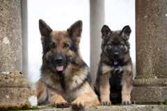 Alba Bossa (Femelle collier Violet)