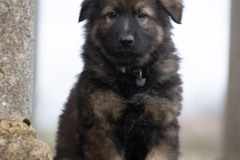 Alto (Mâle collier Noir)