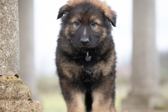 Alto (Mâle collier Noir)