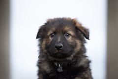 Alto (Mâle collier Noir)