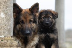 Alto (Mâle collier Noir)