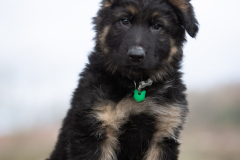 Auron (Mâle collier Vert)