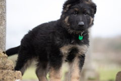 Auron (Mâle collier Vert)