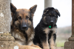 Auron (Mâle collier Vert)