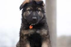 Arook (Femelle collier Orange)