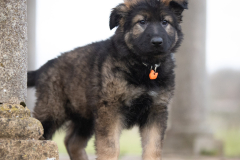 Arook (Femelle collier Orange)