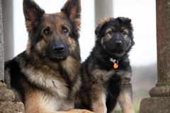 Arook (Femelle collier Orange)