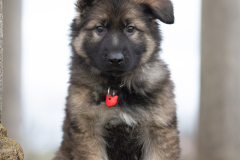A'Raya (Femelle collier Rouge)