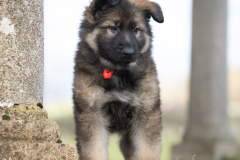 A'Raya (Femelle collier Rouge)
