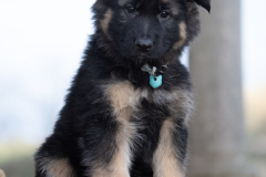 A'Reya (Femelle collier Bleu)