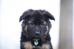 A'Reya (Femelle collier Bleu)