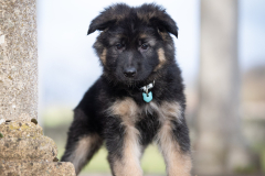 A'Reya (Femelle collier Bleu)