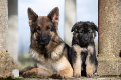 A'Reya (Femelle collier Bleu)