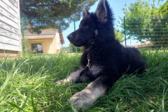 Azur