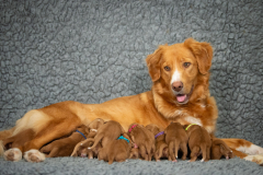 Catan et ses bébés