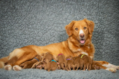 Catan et ses bébés
