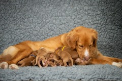 Catan et ses bébés