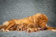 Catan et ses bébés