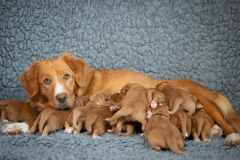 Catan et ses bébés