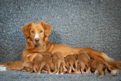 Catan et ses bébés