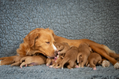 Catan et ses bébés