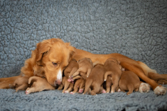 Catan et ses bébés