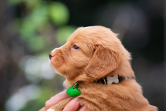 Mâle collier Vert foncé